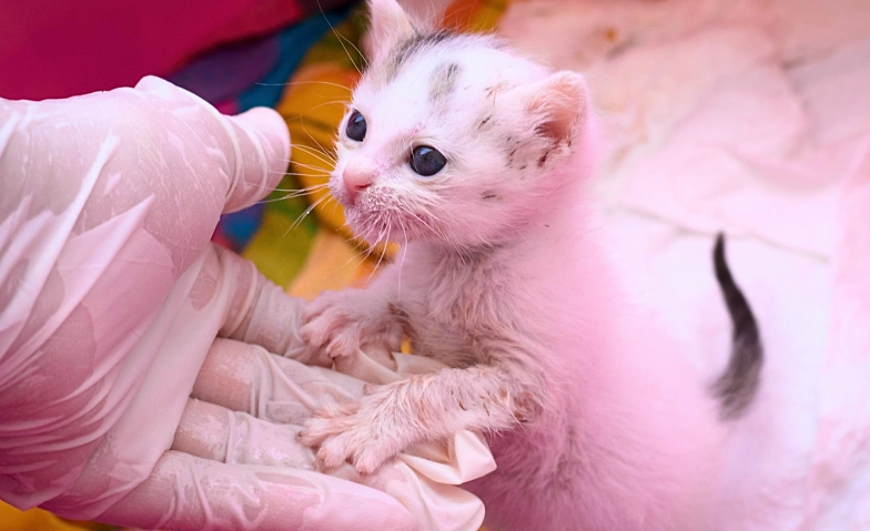 Pflege von (neugeborenen) Kitten Billets