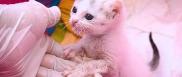Event-Image for 'Pflege von (neugeborenen) Kitten'