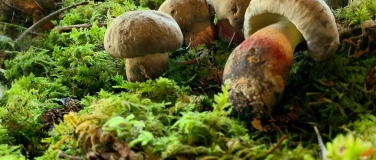 Event-Image for 'Pilze in unseren Wäldern'