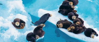 Event-Image for 'Explora präsentiert: Alaska - Wildes Land'