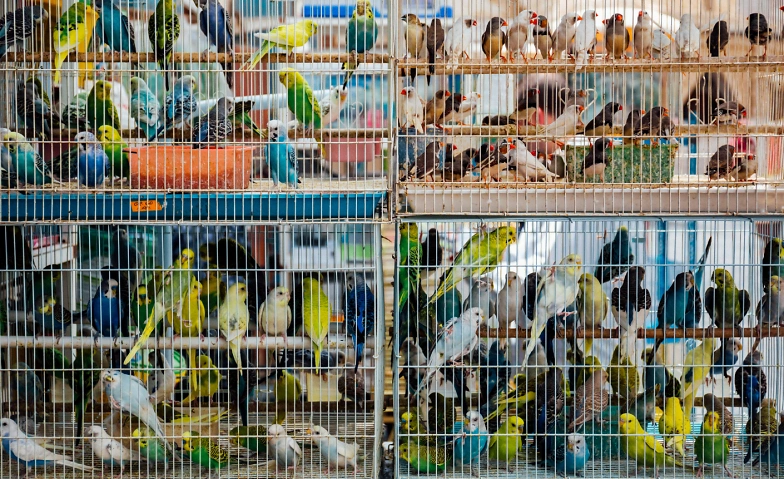 Tierbeschlagnahmungen effektiv koordinieren Billets