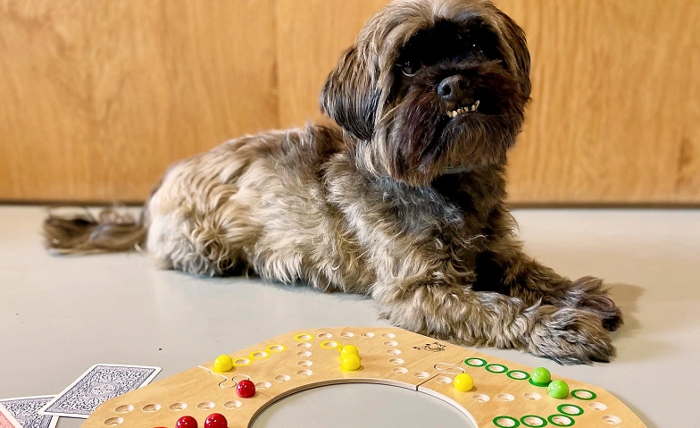 Event-Image for 'Dog-Donnerstag'