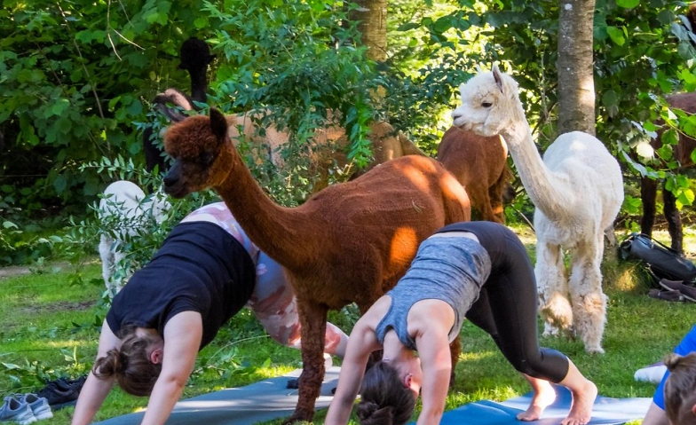 Event-Image for 'Yoga inmitten Alpakas - Landiswil'