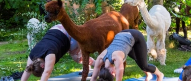 Event-Image for 'Yoga inmitten Alpakas'