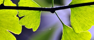 Event-Image for 'Noyer TCM Fortbildung mit Dr. med. univ. (A) Sandi Suwanda'