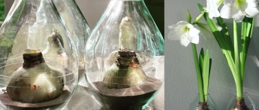 Event-Image for 'Amaryllis-Zwiebel im Glas'