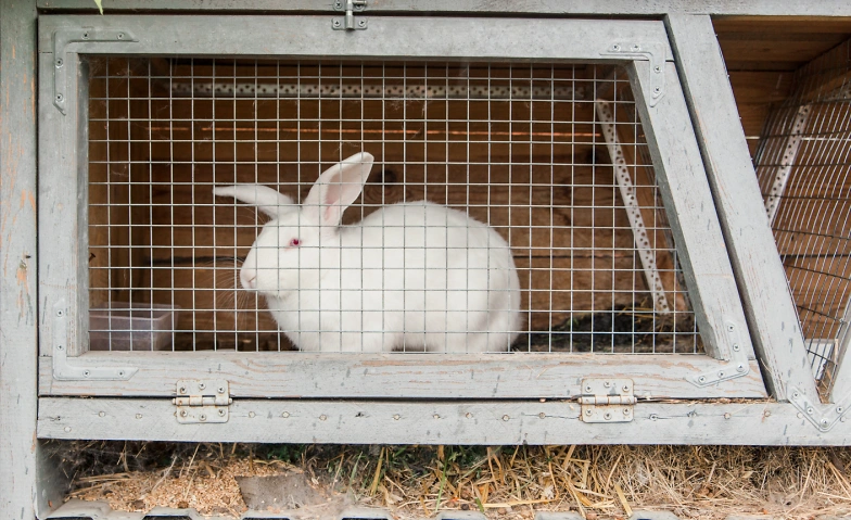 Umgang mit Tierqu&auml;lerei Billets
