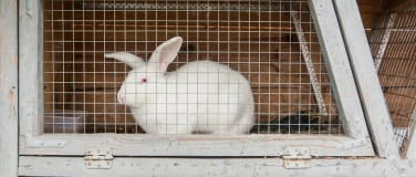 Event-Image for 'Umgang mit Tierqu&auml;lerei'