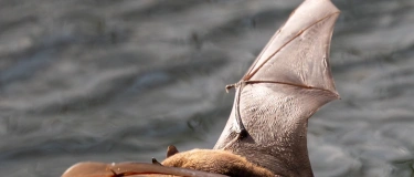 Event-Image for 'Informationsanlass StadtWildTiere Luzern'