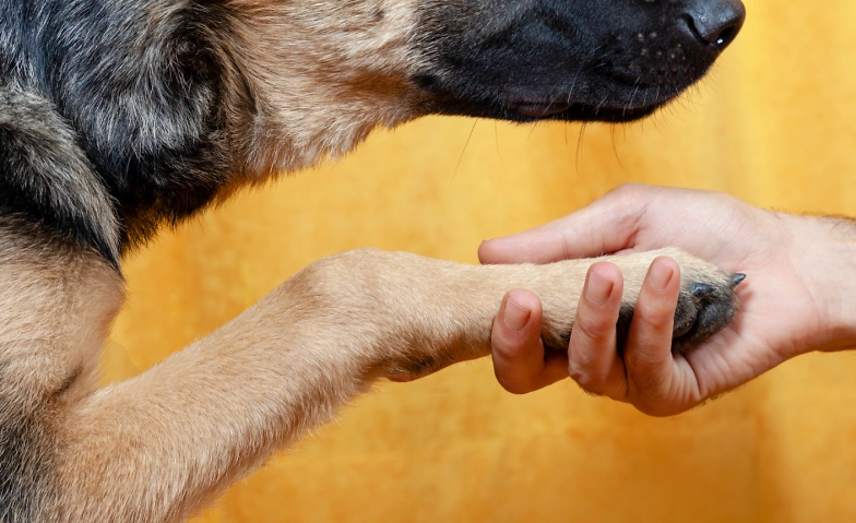 Regionale L&ouml;sungen f&uuml;r schwierige F&auml;lle rund um den Hund Billets