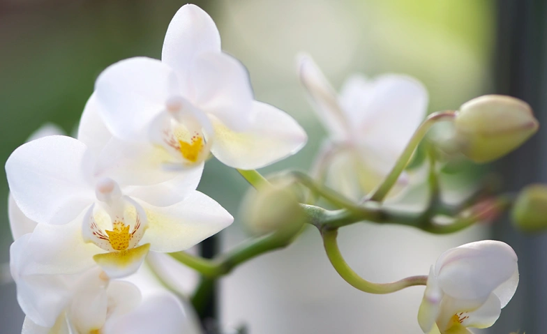 Event-Image for 'Orchideen-Festival'