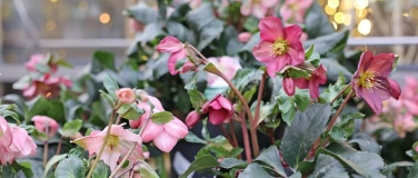 Event-Image for 'Meiers Weihnachtszauber'