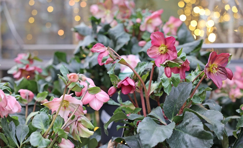 Event-Image for 'Meiers Weihnachtszauber'