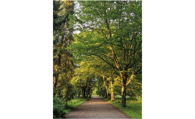Event-Image for 'Shinrin Yoku / Waldbaden im Park Sihlfeld'