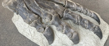 Event-Image for 'Internationaler Museumstag &ndash; Gespr&auml;ch zu Kunst und Wissensch'