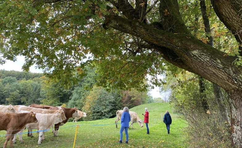 Event-Image for 'Erlebniswanderung zu kraftvollen Bäumen'