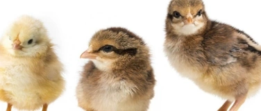 Event-Image for 'Osterk&uuml;ken'