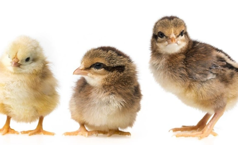 Event-Image for 'Osterk&uuml;ken'