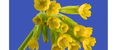 Event-Image for 'Gwunderstunde: Bl&uuml;tenzauber'