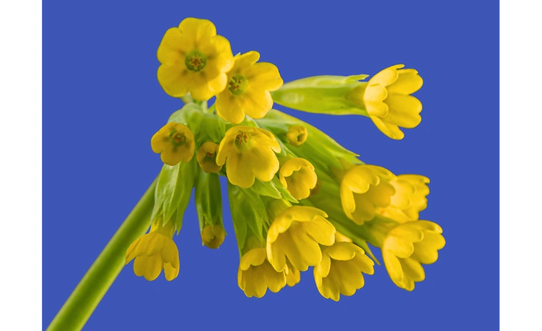 Event-Image for 'Gwunderstunde: Bl&uuml;tenzauber'