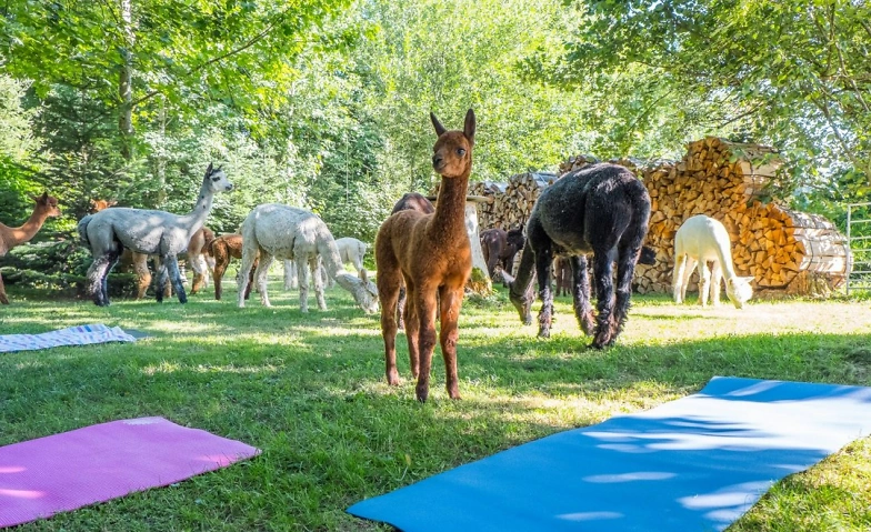 Event-Image for 'Yoga inmitten Alpakas - Weisslingen'