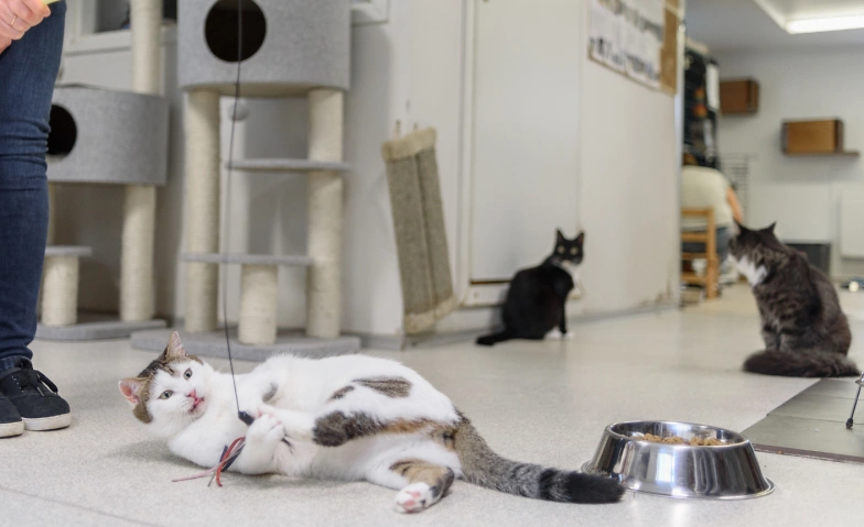 Katzenvergesellschaftungen Billets