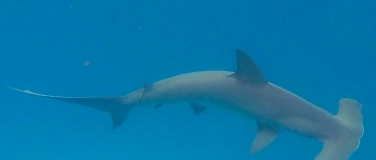 Event-Image for 'Infoabend über Haifische - zusammen mit Sharkproject'