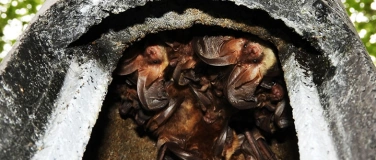 Event-Image for 'Fledermäuse – Königinnen der Nacht'