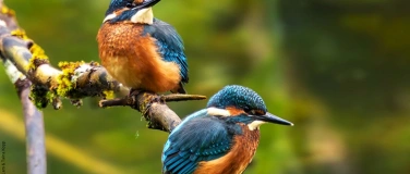 Event-Image for 'Der Eisvogel in den Thurauen'