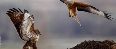 Event-Image for 'Besuch der Greifvogelstation: Schwerpunktthema Flugstrategie'