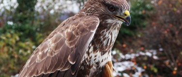 Event-Image for 'Besuch der Greifvogelstation: Schwerpunktthema Greifvögel im'