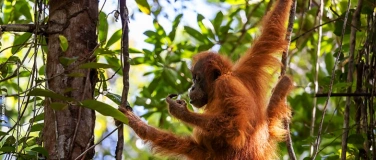 Event-Image for 'Orang-Utan-Schutzprogramm auf Sumatra – Vortrag von PanEco'