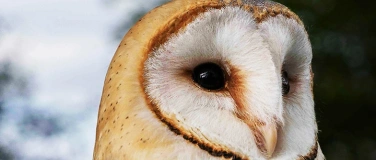 Event-Image for 'Besuch der Greifvogelstation: Schwerpunktthema Frühlingsgefü'