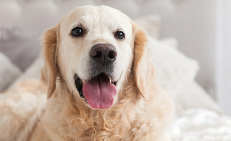 Event-Image for 'Grundkurs Tierkommunikation nach Penelope Smith'