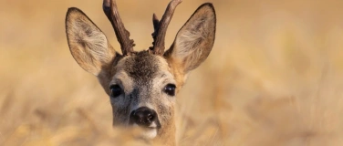 Event-Image for 'Naturama Kinderclub: Supersinn H&Ouml;REN  bei Mensch und Tier'