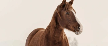 Event-Image for 'Aufbaukurs 1 Tierkommunikation nach Penelope Smith'