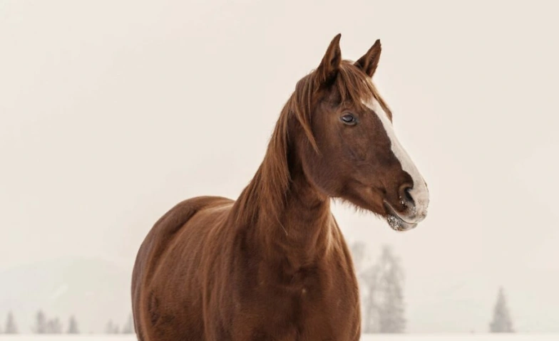 Event-Image for 'Aufbaukurs 1 Tierkommunikation nach Penelope Smith'