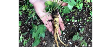 Event-Image for 'Pflanzen als Notnahrung'