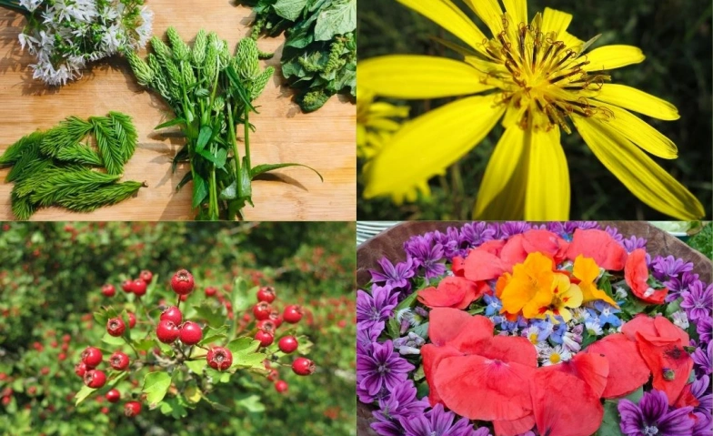 Event-Image for 'Plantes sauvages comestibles au fil des saisons'