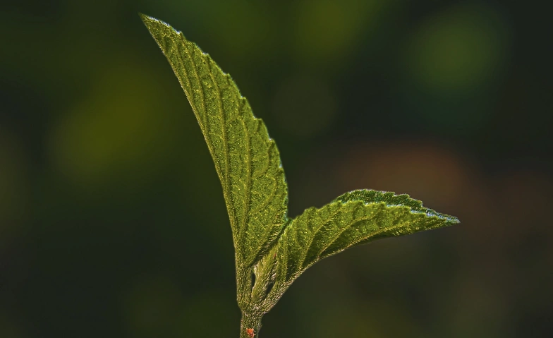 Event-Image for 'Chorwerke rund um die Natur, Vol. II'