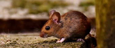 Event-Image for 'Auf den Spuren der M&auml;use'