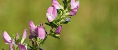 Event-Image for 'Wildpflanzen- und Kr&auml;utermarkt Allschwil'