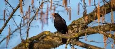 Event-Image for 'Amsel, Drossel, Fink und Star: Fr&uuml;hexkursion Vogelbeobachtun'