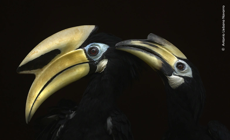 Sonntagsführung Wildlife Photographer of the Year Naturhistorisches Museum Basel, Augustinergasse 2, 4051 Basel Tickets