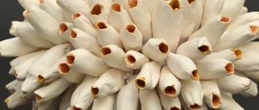 Event-Image for 'Ant&oacute;nio Vasconcelos Lapa: Extra-Nature'