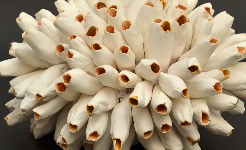 Event-Image for 'António Vasconcelos Lapa: Extra-Nature'