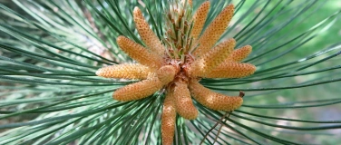 Event-Image for 'Nadelbaumf&uuml;hrung im Stadtpark Hamburg'