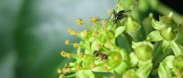 Event-Image for 'Asiatische Hornisse & Tigermücke - invasive Insekten'