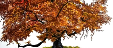 Event-Image for 'Exposition "auprès de mon arbre"'