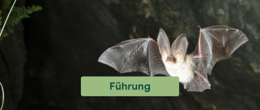 Event-Image for 'Biodiversit&auml;t in der Nacht - Fledermausf&uuml;hrung'